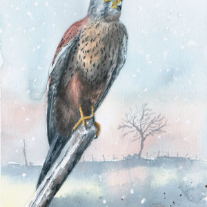 Faucon crécerelle